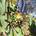 Myrtillocactus geometrizans (Flower).jpg
