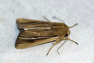 <i>Mythimna litoralis</i> Species of moth