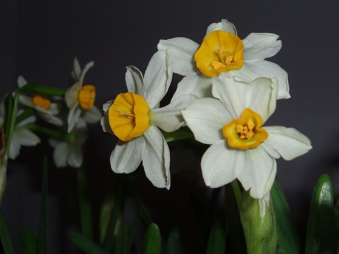 Нарциссы (Narcissus tazetta)