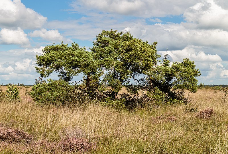 File:Nationaal Park Drents-Friese Wold. Locatie Fochteloërveen 01-09-2020. (actm.) 21.jpg