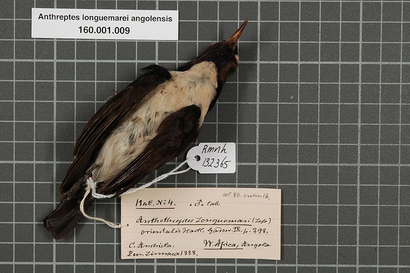 File:Naturalis Biodiversity Center - RMNH.AVES.132365 2 - Anthreptes longuemarei angolensis Neumann, 1906 - Nectariniidae - bird skin specimen.jpeg