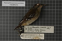 Naturalis биоалуантүрлілік орталығы - RMNH.AVES.30396 1 - Thamnophilus punctatus punctatus (Shaw, 1809) - Formicariidae - құс терісі numimen.jpeg