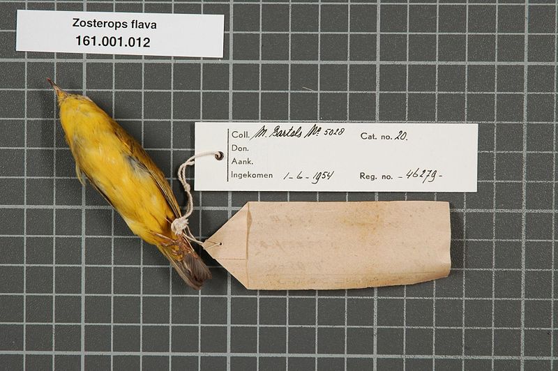 File:Naturalis Biodiversity Center - RMNH.AVES.46279 2 - Zosterops flava (Horsfield, 1821) - Zosteropidae - bird skin specimen.jpeg