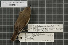 Центр биоразнообразия Naturalis - RMNH.AVES.54613 1 - Gerygone tenebrosa tenebrosa (Hall, 1901) - Acanthizidae - образец кожи птицы.jpeg