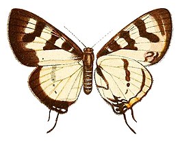 Pseudaletis mazanguli