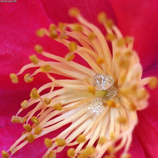 Nectar of camellia