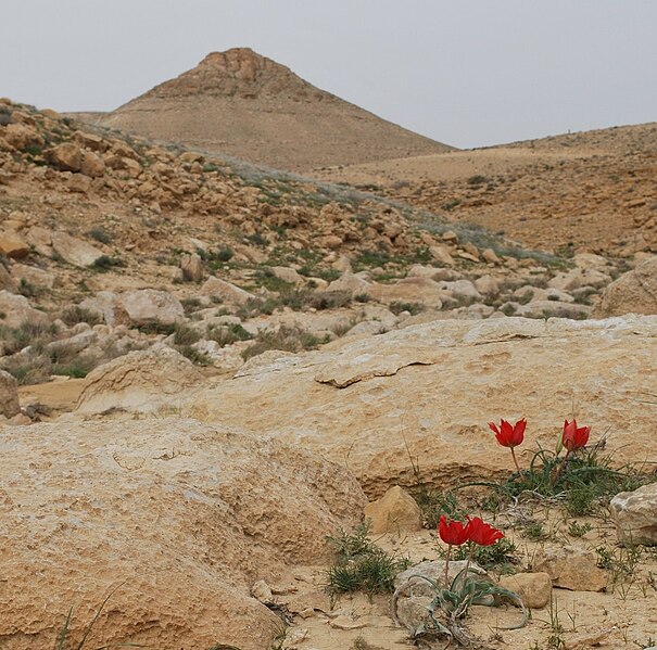 File:Negev Mountains in spring 1.jpg