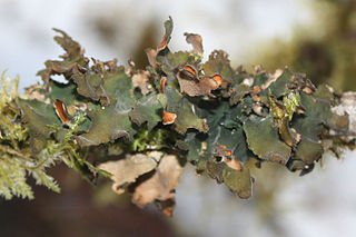 <i>Nephroma</i> Genus of lichens in the family Parmeliaceae