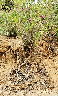 Nerium oleander Tunisia 01.jpg