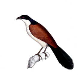 Neue Wirbelthiere zu der Fauna von Abyssinien gehörig (1835) Centropus monachus.png