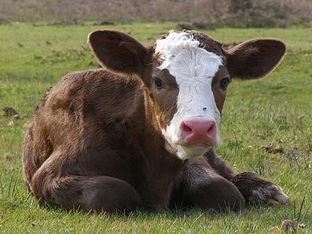 A cow a big head