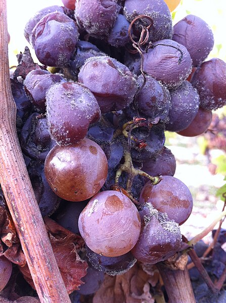 File:Noble rot on grapes.jpg