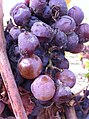Noble rot on grapes