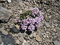 Noccaea rotundifolia