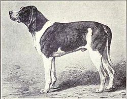 Normand Dog from 1915.JPG