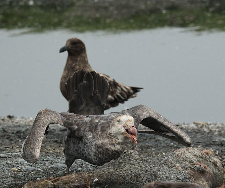 File:Northern Giant Petrel eating lunch (5725145058).jpg
