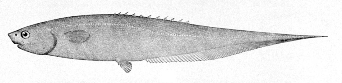 File:Notacanthus chemnitzii.jpg