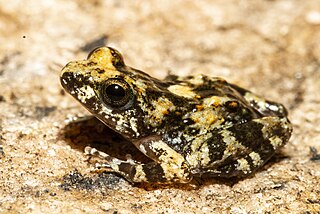 <i>Nothophryne unilurio</i> Species of frog