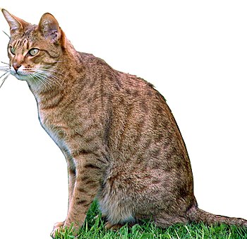 Ocicat "Charan" resting (chocolate s...