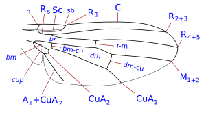 Odiniidae aile veines-1.svg