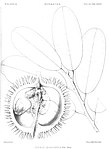 Sketch of fruit and leaves of Durio graveolens from Odoardo Beccari's 1890 book Malesia