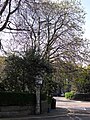 Old cast iron lamp standard, Clarendon Crescent - geograph.org.uk - 1456262.jpg