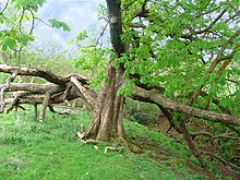 Old chestnut at Folly Farm - geograph.org.uk - 6811.jpg