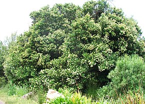 Descrição da imagem Olea capensis capensis tree in flower cape town.JPG.