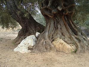 Oliveres mil-lenàries (Les Coves de Vinromà).JPG