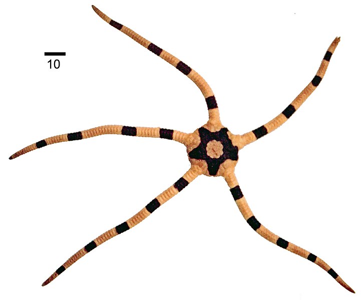 File:Ophiolepis superba (from Global Diversity of Brittle Stars) 01.jpg