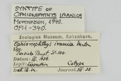 File:Ophionephthys iranica - OPH-000340 label.tif (Category:Echinodermata in the Natural History Museum of Denmark)