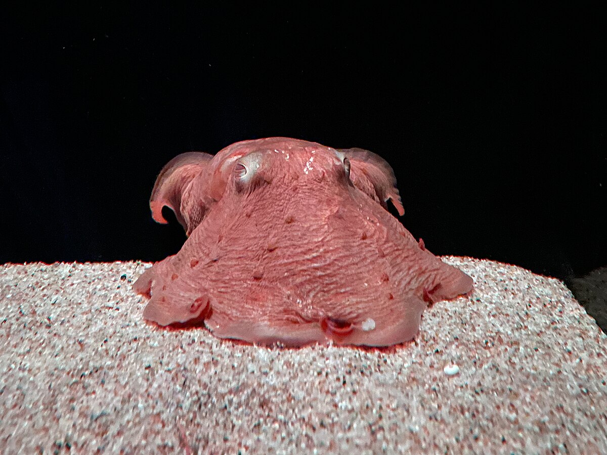 Opisthoteuthis Depressa Wikipedia