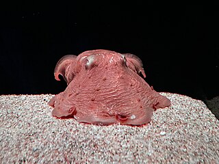 <i>Opisthoteuthis depressa</i> Octopus found near Japan