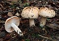 Hygrophorus pudorinus