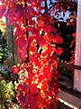 Ornamental grapevine2.jpg