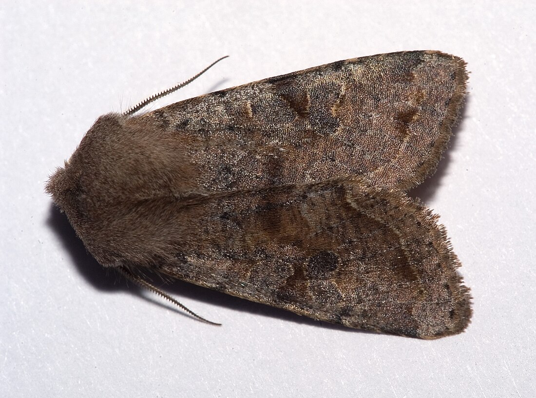 Orthosia incerta