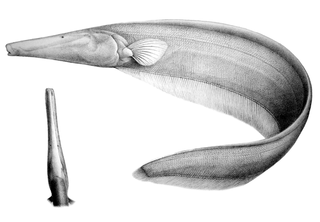<i>Orthosternarchus tamandua</i> Species of fish