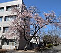 P258 遅咲寒桜 Osozakikanzakura 全体の写真