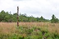 * Nomination Nature reserve “Torfkanal and Randmoore”, Osterholz-Scharmbeck, Lower Saxony, Germany --XRay 03:00, 1 July 2018 (UTC) * Promotion Ok by me but I might have tried a wider aperture -- Sixflashphoto 03:22, 1 July 2018 (UTC)