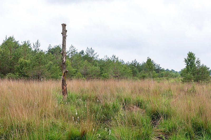 File:Osterholz-Scharmbeck, Naturschutzgebiet "Torfkanal und Randmoore" -- 2018 -- 2987.jpg