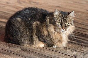 Auf dem Bild siet man eine weiß-graue und schwarze Katze, die auf einer Versnda in der Sonne sitzt