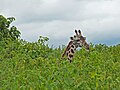 Massai-Giraffe, Tansania Arusha-Nationalpark 2014 (Foto: Simon Lange)