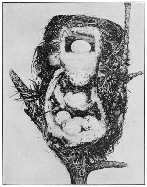 PSM V77 D095 Four storied nest of the yellow warbler.png