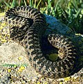 Darevskis Kreuzotter (Vipera darevskii)