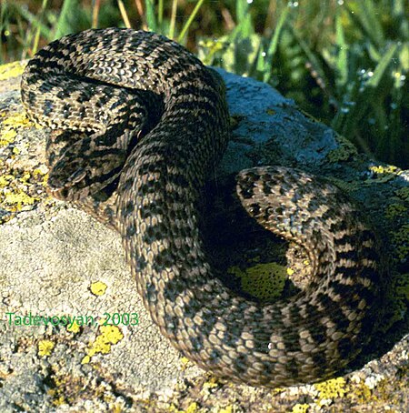 Vipera darevskii