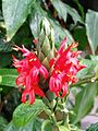 Pachystachys coccinea