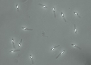 Paenibacillus alvei endospore microscope image.tif