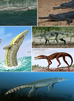 A bal felső sarokból kiindulva, az óramutató járásának megfelelően: Longosuchus meani (egy aetosaurus), Angistorhinus grandis, (egy phytosaurus), Saurosuchus galilei (egy rauisuchia), Pedeticosaurus leviseuri (egy sphenosuchia), Chenanisuchus lateroculi (egy eusuchia), és Dakosaurus maximus (egy thalattosuchia).
