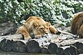 Panthera leo, Duisburg - 0181.jpg