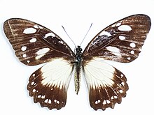 Papilio jacksoni Sharpe, 1891.JPG